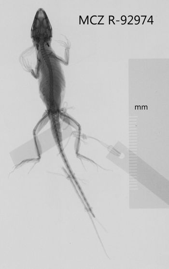 Media type: image;   Herpetology R-92974 Aspect: dorsoventral x-ray